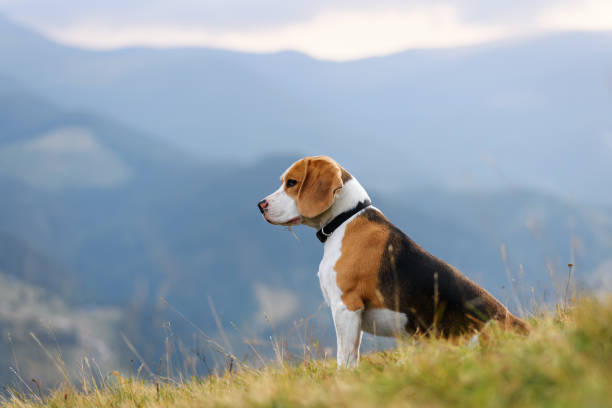 istockphoto-1278024212-612x612-1